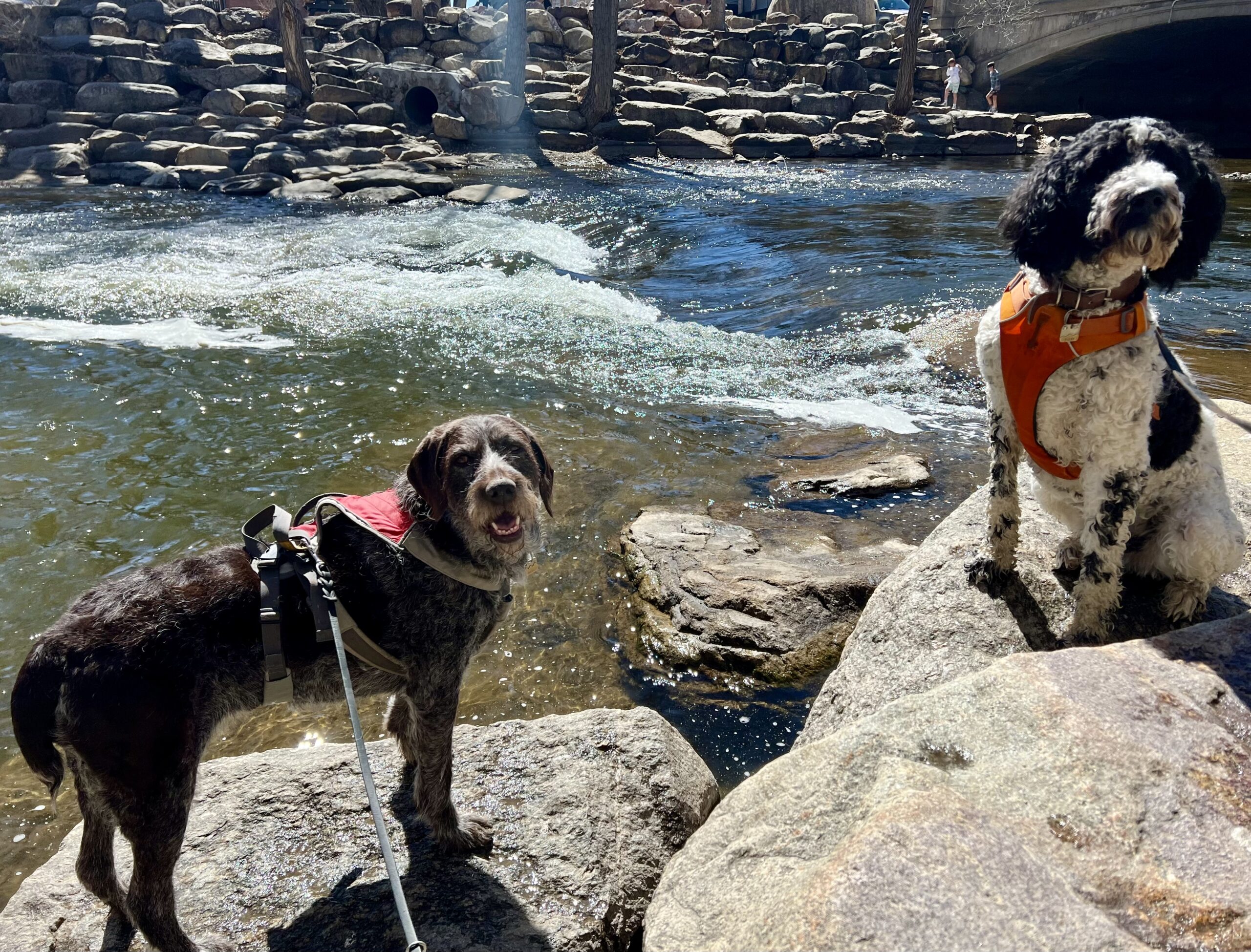 South Park Homes Blog - River Dogs
